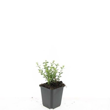 Lonicera nit. 'Elegant' geen maat specificatie 0,55L/P9cm - afbeelding 6