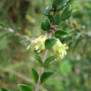 Lonicera nitida geen maat specificatie 0,55L/P9cm - afbeelding 1