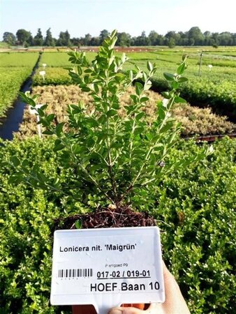 Lonicera nit. 'Maigrün' geen maat specificatie 0,55L/P9cm - afbeelding 5