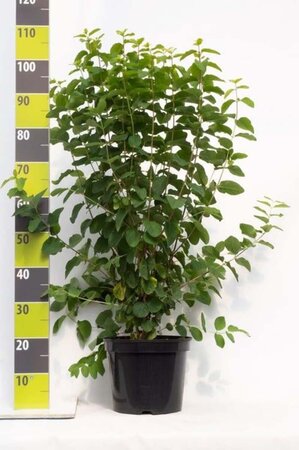 Lonicera xylosteum 80-100 cm cont. 7,5L