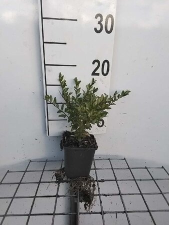 Lonicera pileata geen maat specificatie 0,55L/P9cm - afbeelding 7