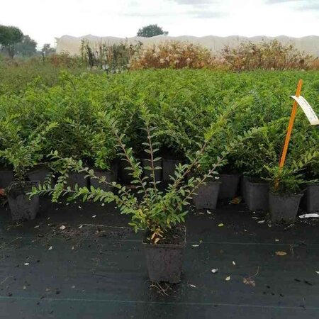 Lonicera pileata 'Moss Green' geen maat specificatie 0,55L/P9cm - afbeelding 4