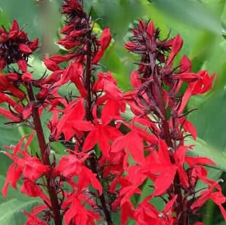 Lobelia 'Queen Victoria' geen maat specificatie 0,55L/P9cm - afbeelding 2