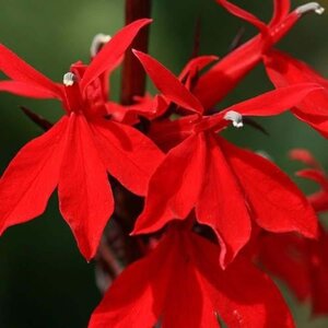 Lobelia 'Queen Victoria' geen maat specificatie 0,55L/P9cm - afbeelding 3