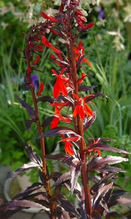 Lobelia 'Queen Victoria' geen maat specificatie 0,55L/P9cm - afbeelding 1