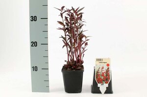 Lobelia 'Queen Victoria' geen maat specificatie 0,55L/P9cm - afbeelding 4