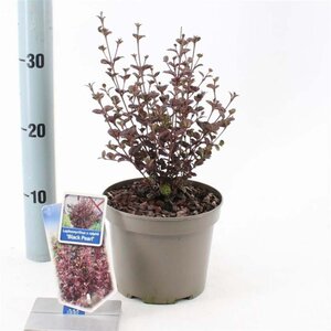 Lophomyrtus ralphii Black Pearl 25-30 cm cont. 2,0L - afbeelding 1