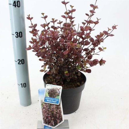 Lophomyrtus ralphii Black Pearl 25-30 cm cont. 2,0L - afbeelding 2