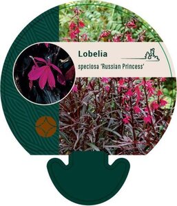 Lobelia s. 'Russian Princess' geen maat specificatie 0,55L/P9cm