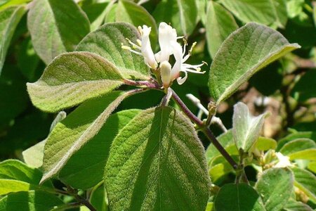 Lonicera xyl. 'Clavey's Dwarf' 30-40 cm cont. 2,0L - afbeelding 1