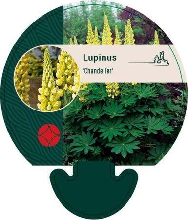 Lupinus 'Chandelier' geen maat specificatie 0,55L/P9cm