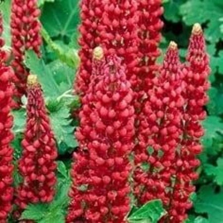 Lupinus 'Gallery Red' geen maat specificatie 0,55L/P9cm - afbeelding 3