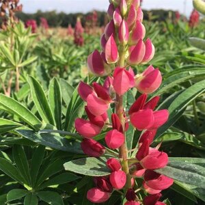 Lupinus 'Gallery Red' geen maat specificatie 0,55L/P9cm - afbeelding 2