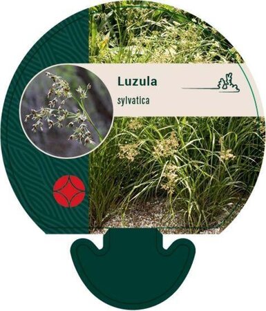 Luzula sylvatica geen maat specificatie 0,55L/P9cm - afbeelding 4