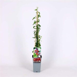 Lycium barbarum 70 cm vierkant 2L