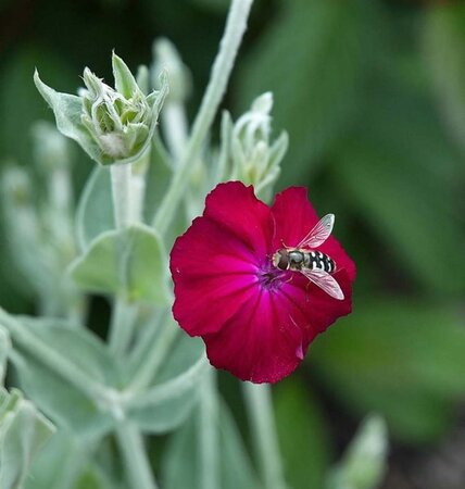 Lychnis coronaria 'Atrosanguinea' geen maat specificatie 0,55L/P9cm - afbeelding 1