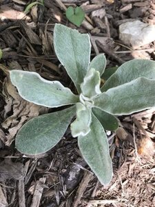 Lychnis coronaria 'Atrosanguinea' geen maat specificatie 0,55L/P9cm - afbeelding 2