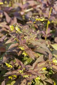 Lysimachia ciliata 'Firecracker' geen maat specificatie 0,55L/P9cm - afbeelding 2