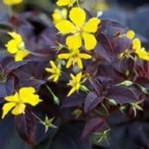 Lysimachia ciliata 'Firecracker' geen maat specificatie 0,55L/P9cm - afbeelding 4