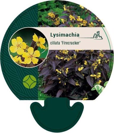 Lysimachia ciliata 'Firecracker' geen maat specificatie 0,55L/P9cm - image 3