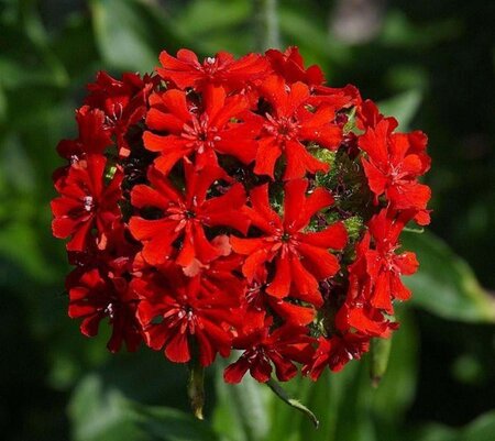 Lychnis chalcedonica geen maat specificatie 0,55L/P9cm - afbeelding 6