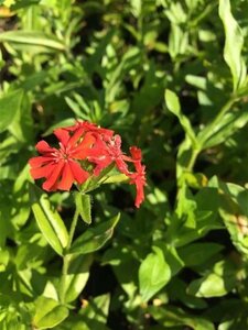 Lychnis chalcedonica geen maat specificatie 0,55L/P9cm - afbeelding 3