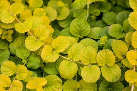 Lysimachia numm. 'Goldilocks' geen maat specificatie 0,55L/P9cm - afbeelding 1