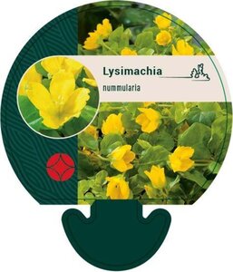 Lysimachia nummularia geen maat specificatie 0,55L/P9cm - afbeelding 5