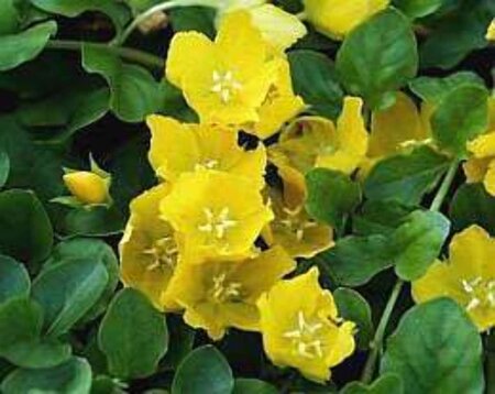 Lysimachia nummularia geen maat specificatie 0,55L/P9cm - afbeelding 2