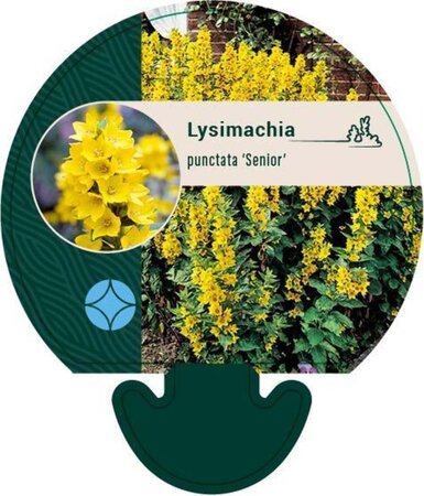 Lysimachia punctata 'Senior' geen maat specificatie 0,55L/P9cm