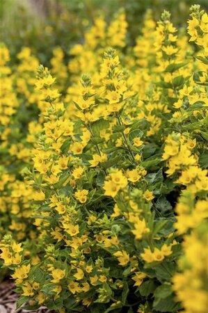 Lysimachia punctata geen maat specificatie 0,55L/P9cm - afbeelding 1