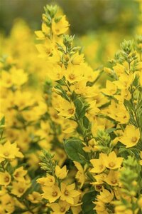 Lysimachia punctata geen maat specificatie 0,55L/P9cm - afbeelding 3