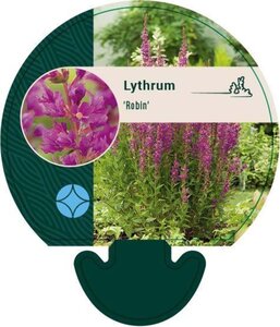 Lythrum Robin geen maat specificatie 0,55L/P9cm