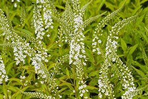 Lysimachia Snow Candles geen maat specificatie 0,55L/P9cm - afbeelding 1