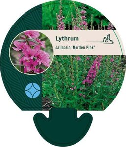 Lythrum sal. 'Morden Pink' geen maat specificatie 0,55L/P9cm - afbeelding 2