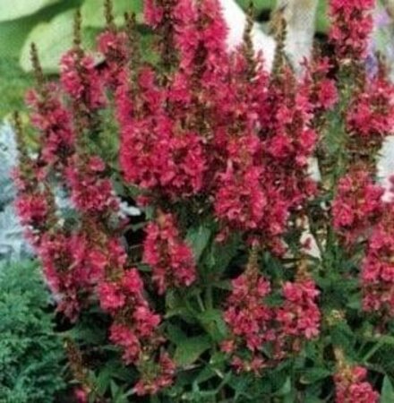 Lythrum sal. 'Robert' geen maat specificatie 0,55L/P9cm - afbeelding 4