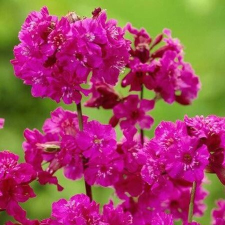 Lychnis viscaria 'Splendens' geen maat specificatie 0,55L/P9cm - afbeelding 1