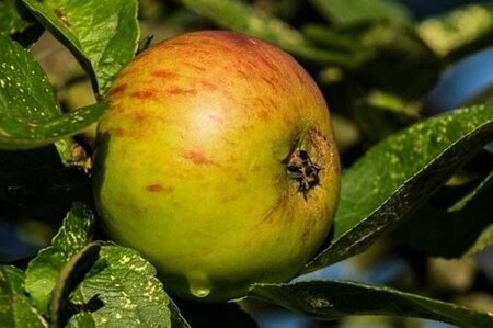 Malus d. 'Jacques Lebel' 2jr. A kwal. wortelgoed struik - afbeelding 1