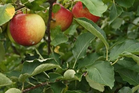 Malus d. 'Jonagold' (laat) 2jr. A kwal. wortelgoed struik - afbeelding 1