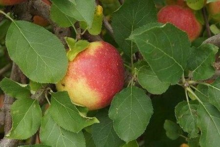 Malus d. 'Jonagold' (laat) 2jr. A kwal. wortelgoed struik - afbeelding 4