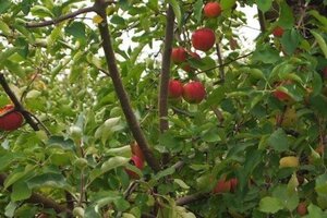 Malus d. 'Jonagold' (laat) 2jr. A kwal. wortelgoed struik - afbeelding 5