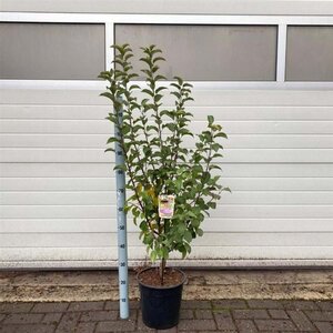 Malus 'Evereste' 100-120 cm cont. 10L - afbeelding 2