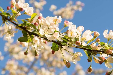 Malus 'Evereste' 60-80 cm cont. 5,0L - afbeelding 1