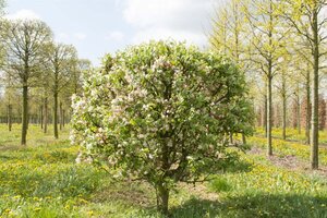 Malus 'Evereste' 60-80 cm cont. 5,0L - afbeelding 2