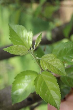 Malus 'Evereste' 60-80 cm cont. 5,0L - afbeelding 4