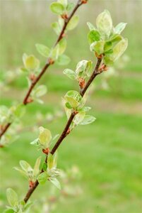 Malus 'Evereste' 60-80 cm cont. 5,0L - afbeelding 5