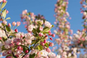 Malus 'Evereste' 60-80 cm cont. 5,0L - afbeelding 6