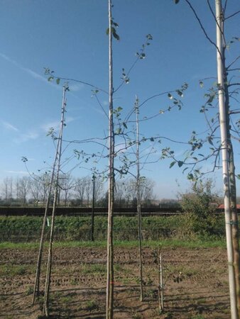 Malus floribunda 10-12 Hoogstam wortelgoed - afbeelding 2