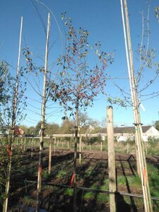 Malus floribunda 12-14 Hoogstam draadkluit 2 X verplant