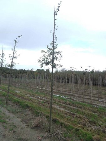 Malus floribunda 12-14 Hoogstam wortelgoed 2 X verplant